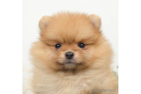 成約済の千葉県のポメラニアン-218661
