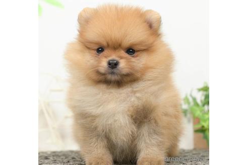 成約済の千葉県のポメラニアン-218661の5枚目