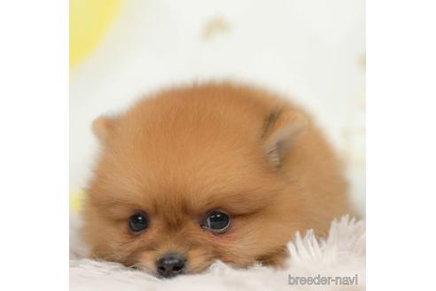 成約済の千葉県のポメラニアン-218662の1枚目