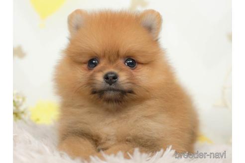 成約済の千葉県のポメラニアン-218662の2枚目