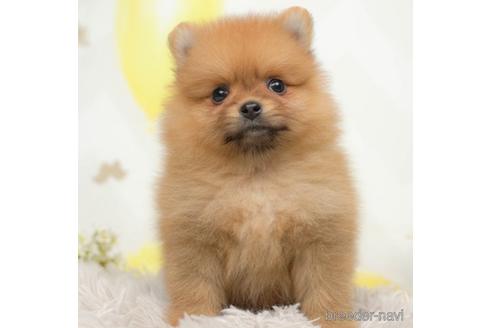 成約済の千葉県のポメラニアン-218662の3枚目