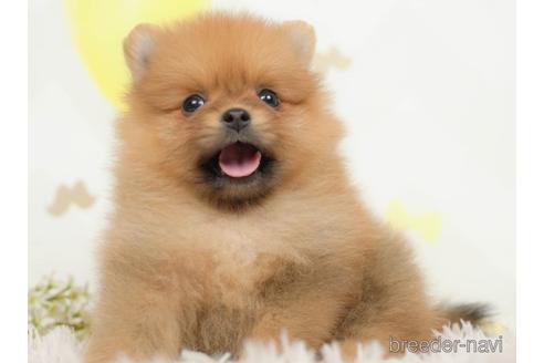 成約済の千葉県のポメラニアン-218662の4枚目