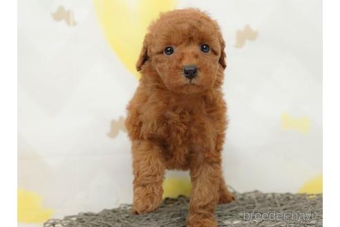 成約済の千葉県のトイプードル-218664の4枚目