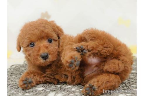 成約済の千葉県のトイプードル-218664の3枚目