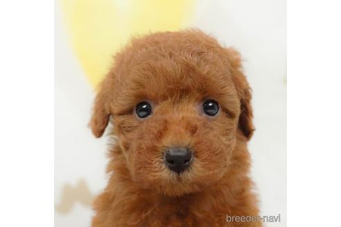 成約済の千葉県のトイプードル-218664の1枚目