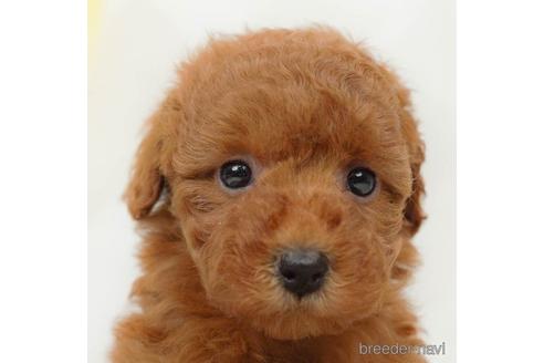 成約済の千葉県のトイプードル-218664の5枚目