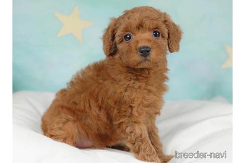 成約済の千葉県のトイプードル-218670の3枚目