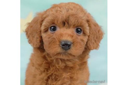 成約済の千葉県のトイプードル-218670の1枚目