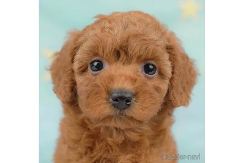 成約済の千葉県のトイプードル-218670の2枚目