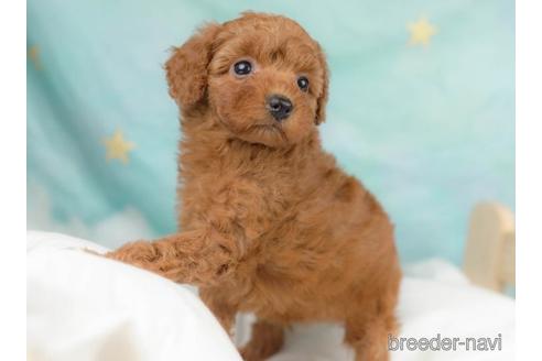 成約済の千葉県のトイプードル-218670の4枚目