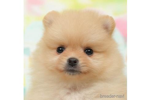 成約済の千葉県のポメラニアン-218671の3枚目