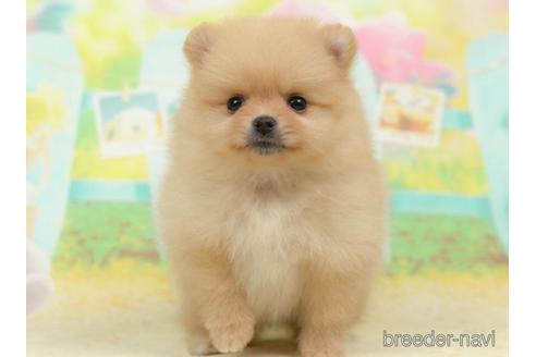 成約済の千葉県のポメラニアン-218671の4枚目