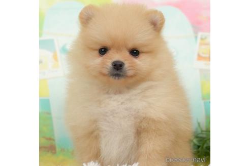 成約済の千葉県のポメラニアン-218671の1枚目