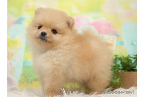 成約済の千葉県のポメラニアン-218671の5枚目