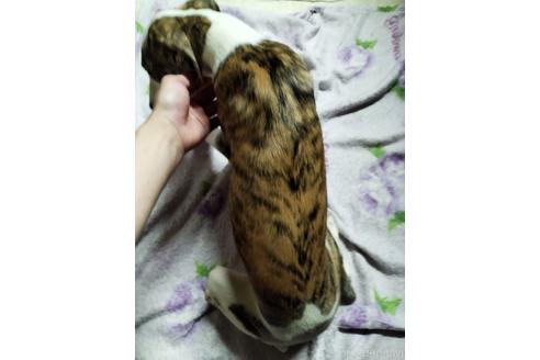 成約済の広島県のウィペット-207056の2枚目