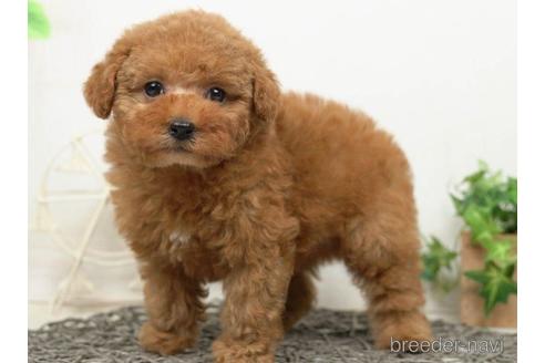 成約済の千葉県のタイニープードル-218679の4枚目