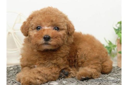 成約済の千葉県のタイニープードル-218679の5枚目