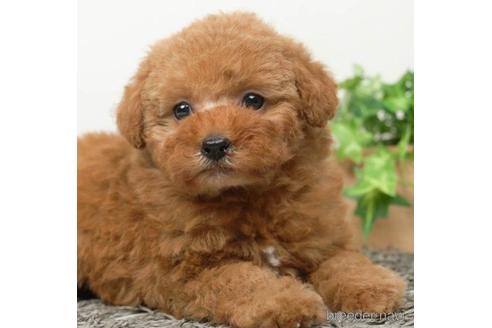 成約済の千葉県のタイニープードル-218679の1枚目