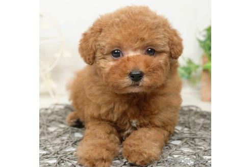 成約済の千葉県のタイニープードル-218679の3枚目