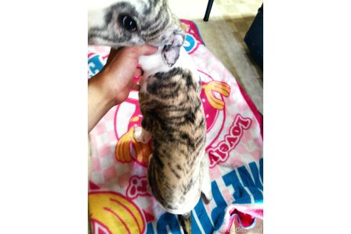 成約済の広島県のウィペット-207054の3枚目