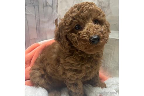 成約済の埼玉県のトイプードル-217827の5枚目