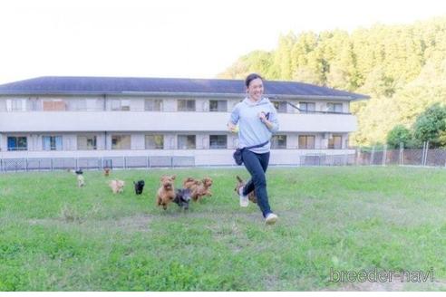 成約済の千葉県のポメラニアン-218681の3枚目