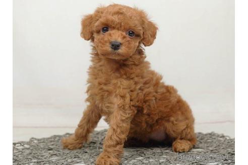 成約済の千葉県のトイプードル-218680の5枚目