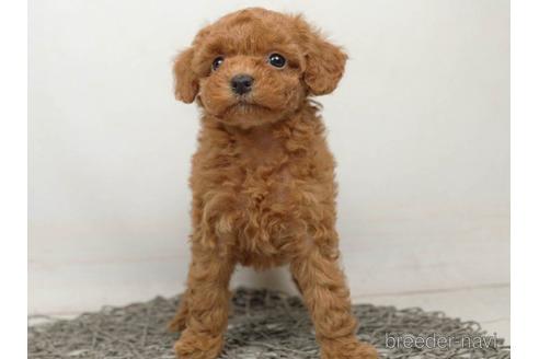 成約済の千葉県のトイプードル-218680の3枚目