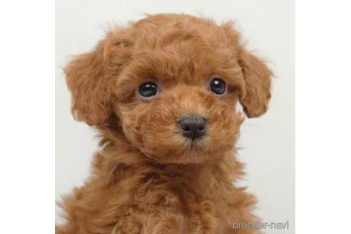 成約済の千葉県のトイプードル-218680の2枚目