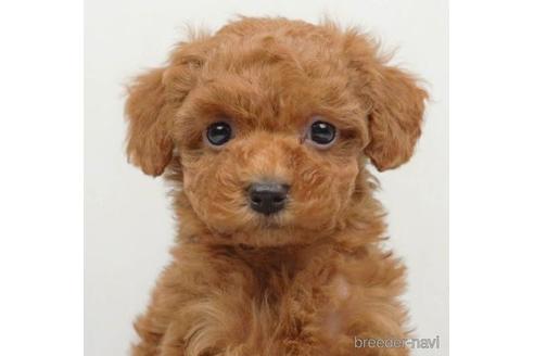 成約済の千葉県のトイプードル-218680