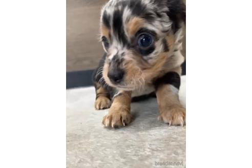 成約済の福岡県のチワックス:チワワ×ミニチュアダックスフンド-216174の5枚目