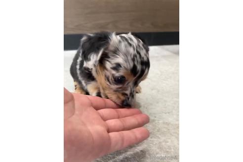 成約済の福岡県のチワックス:チワワ×ミニチュアダックスフンド-216174の6枚目