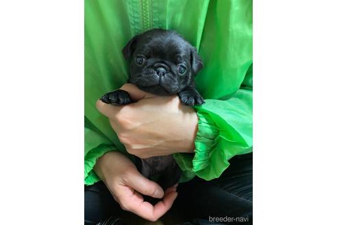 成約済の静岡県のパグ-218397の1枚目