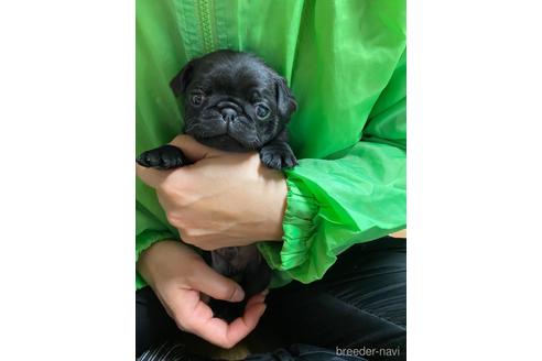 成約済の静岡県のパグ-218397の2枚目
