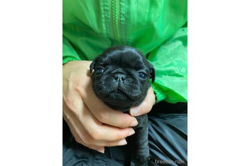 成約済の静岡県のパグ-218395の1枚目
