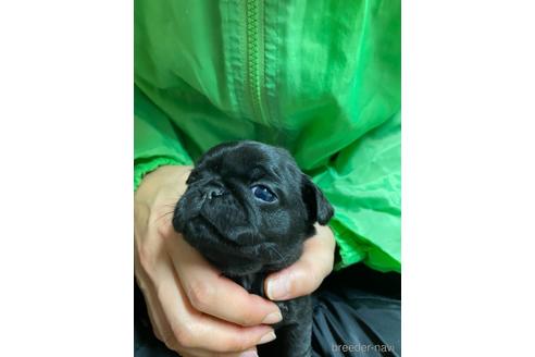 成約済の静岡県のパグ-218395の2枚目