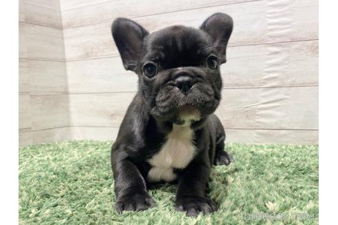 成約済の愛知県のフレンチブルドッグ-213340の4枚目