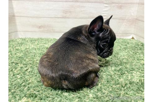 成約済の愛知県のフレンチブルドッグ-213465の2枚目