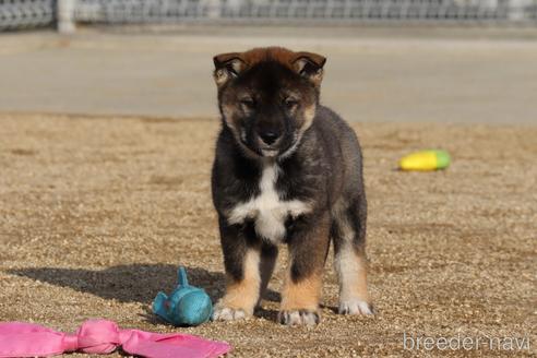 成約済の愛媛県の四国犬-218772の1枚目