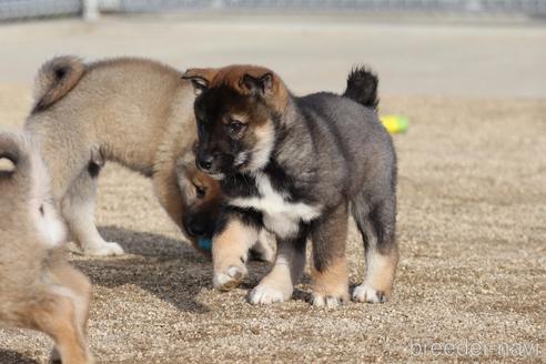 成約済の愛媛県の四国犬-218772の5枚目