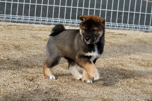 成約済の愛媛県の四国犬-218772の7枚目