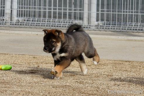 成約済の愛媛県の四国犬-218772の3枚目