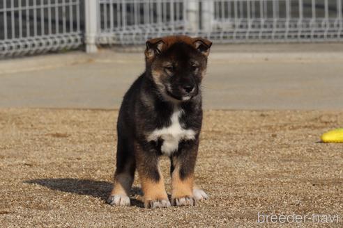 成約済の愛媛県の四国犬-218772の2枚目