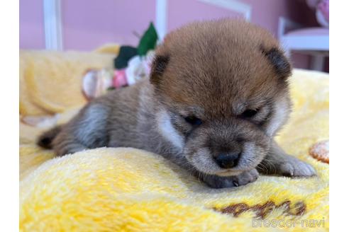 成約済の広島県の豆柴-218815の4枚目