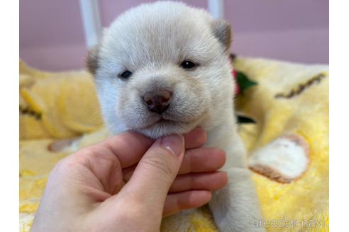 成約済の広島県の豆柴-218817の4枚目