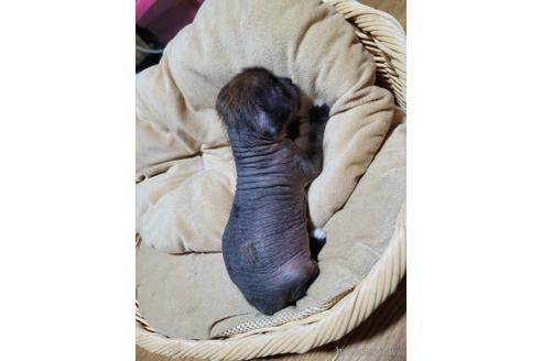 成約済の千葉県のミックス犬-217806の2枚目
