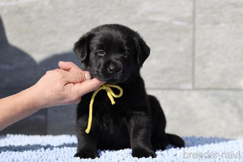 成約済の三重県のラブラドールレトリーバー-218825の1枚目