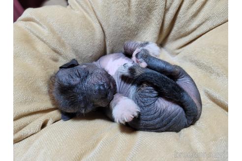 成約済の千葉県のミックス犬-217807の2枚目