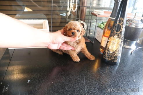 子犬