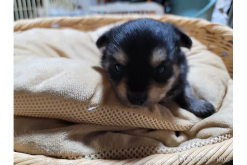 成約済の千葉県のミックス犬-218838の2枚目